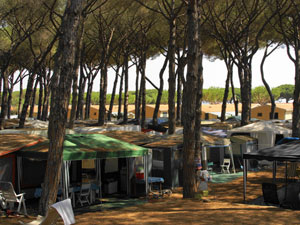 camping with pinewood in maremma