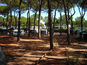 camping con pineta in maremma